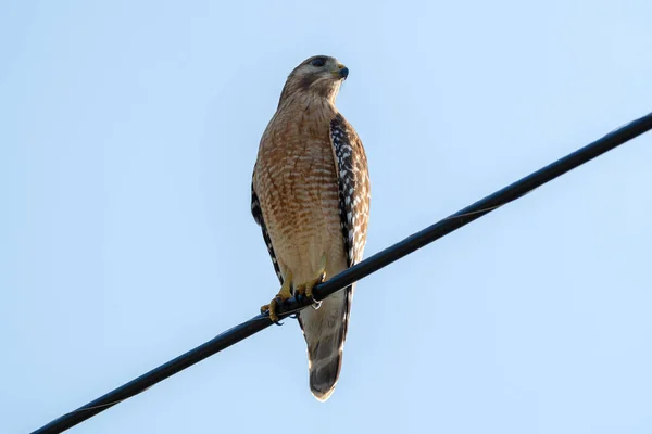 The red-shouldered hawk bird perching on electric cable looking for prey to hunt.