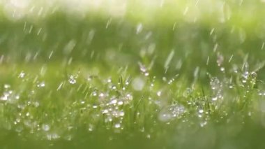 Yazın yeşil çimlere düşen yağmur damlacıklarının yakınlaşması.