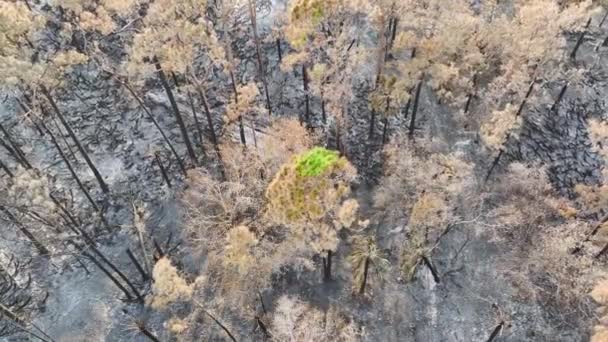 在野火烧毁了佛罗里达丛林之后 烧焦的枯死的植被被烧毁了 被灰覆盖的荒废的森林地面 自然灾害概念 — 图库视频影像