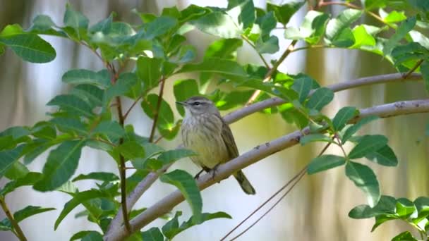 Ptak Palm Warbler Usiadł Gałęzi Drzewa Latem Floryda Krzewy — Wideo stockowe