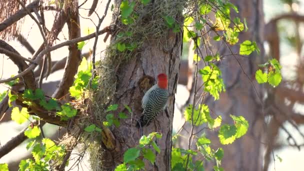 Pájaro Carpintero Vientre Rojo Busca Comida Encaramada Una Rama Árbol — Vídeos de Stock