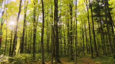 Parlak yeşil ormanlarda ışık huzmelerinin parladığı, sonbahar sabahı yemyeşil ağaçların olduğu güzel bir manzara. Şafak vakti güzel vahşi orman.