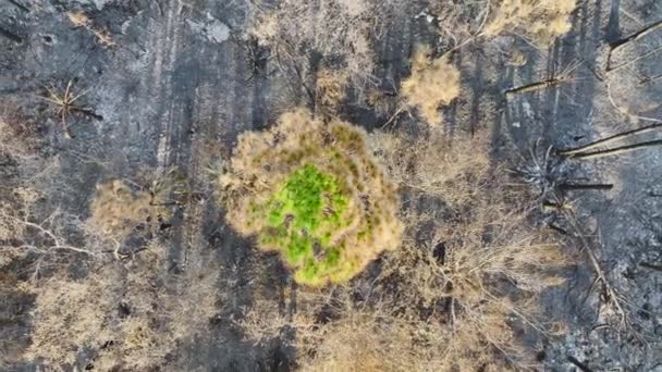 Vegetasi Mati Hitam Terbakar Habis Setelah Kebakaran Hutan Menghancurkan Hutan — Stok Video