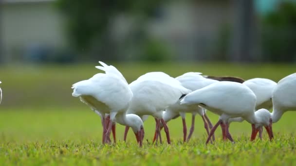 Белые Дикие Птицы Ибис Известные Большая Цапля Цапля Ходьба Кормление — стоковое видео