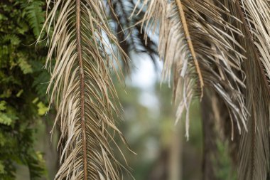 Florida 'nın arka bahçesinde kurumuş ölü palmiye ağacı.