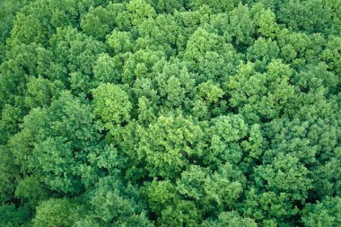 Yazın yeşil ağaçlı, koyu yemyeşil ormanların tepeden aşağı düz manzarası..