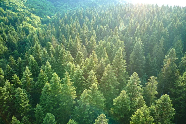 Vista Aérea Pinhal Verde Com Árvores Abeto Escuro Paisagem Bosques — Fotografia de Stock