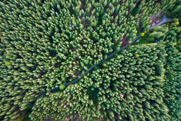 Veduta Aerea Della Verde Pineta Con Abeti Rossi Scuri Paesaggio — Foto Stock