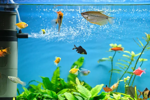Kleurrijke Exotische Vissen Zwemmen Diep Blauw Water Aquarium Met Groene — Stockfoto
