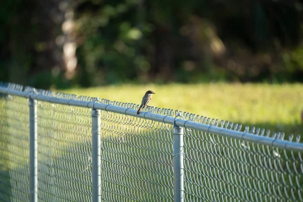 Eastern Phoebe Bird Perched Fence Summer Florida Backyard — 스톡 사진