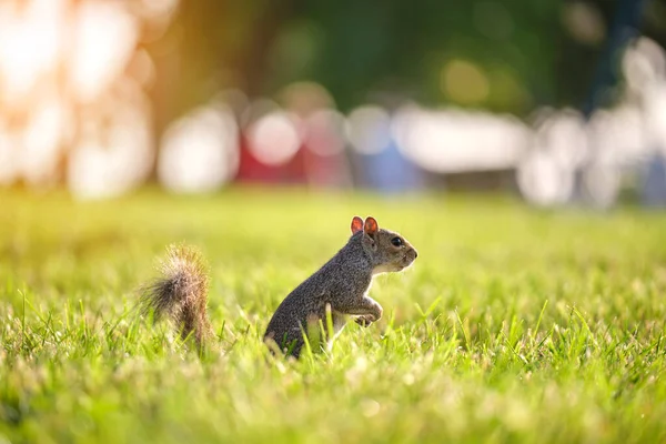 Curious Beautiful Wild Gray Squirrel Looking Green Grass Summer Town — Fotografia de Stock