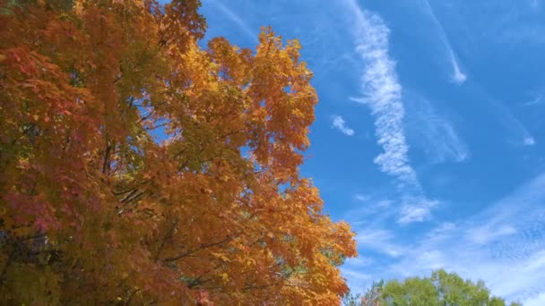Weelderig Bos Met Kleurrijke Luifels Herfst Bossen Zonnige Dag Landschap — Stockvideo