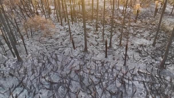 Vegetación Muerta Carbonizada Quemada Después Que Incendio Forestal Destruyera Bosques — Vídeo de stock