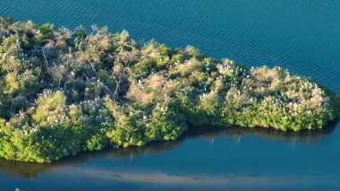 Florida sulak alanları beyaz balıkçıl sürüsü ve balıkçıl kuşları körfez suları arasında yeşil bataklık bitkilerinde. Doğal yaşam ortamında vahşi yaşama dair hava manzarası.