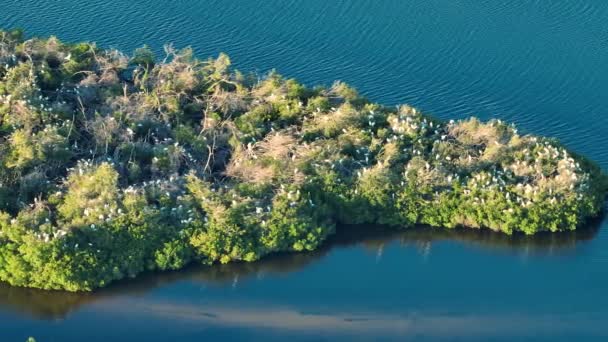 Florida Våtmarker Med Flock Vita Egret Och Häger Fåglar Gröna — Stockvideo