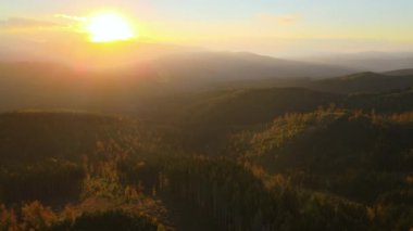 View from above of ukrainian Carpathian mountains with wooded hills at autumnal sunset. Brightly illuminated with setting sun pine woods in fall season.