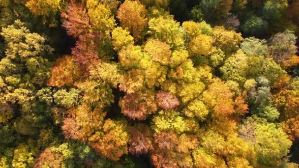 Вид Повітря Пишний Ліс Різнокольоровими Навісами Осінньому Лісі Сонячний День — стокове відео