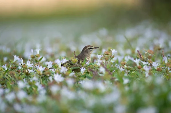 Palm Warbler Bird Looking Insects Lawn Grass Backyard — Stockfoto
