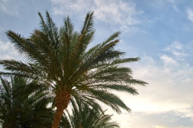 Mavi gökyüzüne karşı tropik sahilde güzel yeşil hindistan cevizi palmiyeleri. Yaz tatili kavramı.