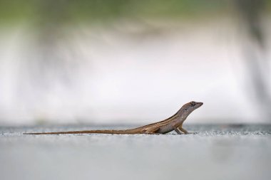 Makro, yaz güneşinde ısınan kertenkeleye yakın çekim. Anolis sagrei, Florida 'da yaşayan küçük bir sürüngen..