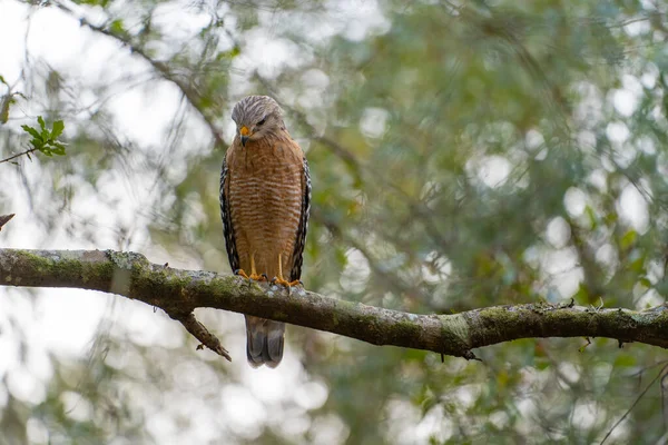 stock image The red-shouldered hawk bird perching on a tree branch looking for prey to hunt in summer forest.