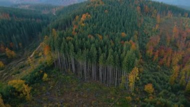 Aerial view of colorful evening over dark deforestated woods with cut down mountain forest trees at fall sunset. Beautiful scenery of wild woodland at risk of human destruction.