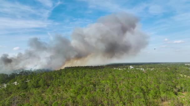 Légi Felvétel Tűzoltók Helikopteréről Amint Tűzoltók Súlyosan Égnek Floridai Dzsungelben — Stock videók