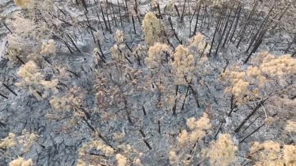 Vegetación Muerta Carbonizada Quemada Después Que Incendio Forestal Destruyera Bosques — Vídeos de Stock