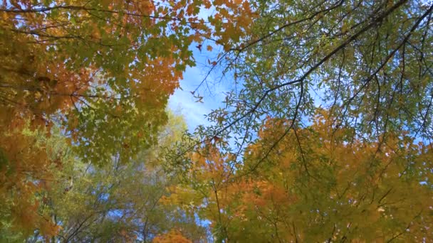 Kleurrijke Bossen Met Gele Oranje Luifels Het Herfstbos Zonnige Dag — Stockvideo