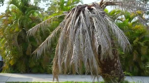フロリダの家の裏庭でハリケーンイアンの後に根こそぎになった死んだヤシの木 — ストック動画