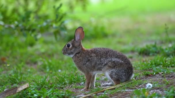 Серый Заяц Ест Траву Заднем Дворе Флориды Дикий Кролик Природе — стоковое видео