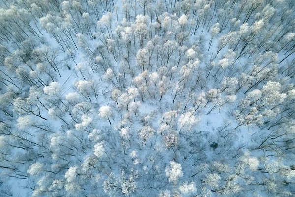 Luftfoto Snedækket Hvid Skov Med Frosne Træer Kold Vinter Tætte - Stock-foto
