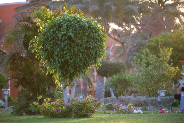 Closeup ของพ ชเข ยวเขตร อนในสวนฤด — ภาพถ่ายสต็อก