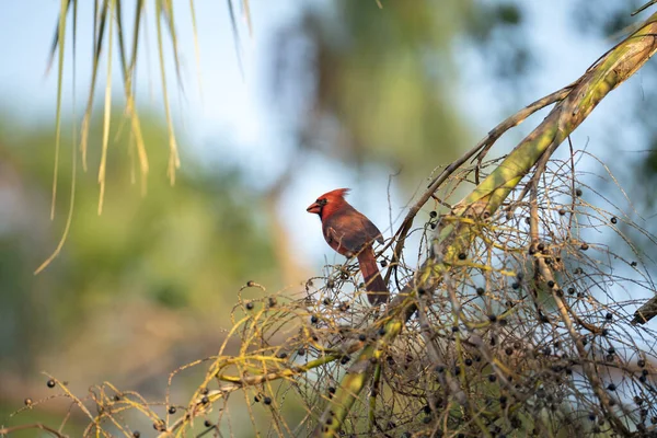 Northern cardinal bird Cardinalis cardinalis perched on a tree branch eating wild berries.