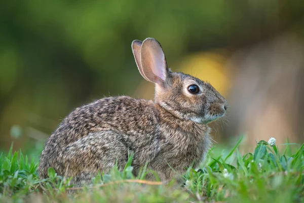 Grey Small Hare Eating Grass Summer Field Wild Rabbit Nature — Stock Photo, Image