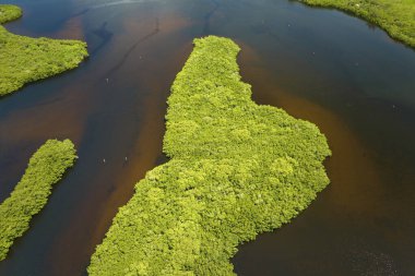 Florida 'nın yukarısından, okyanus suları arasında yeşil bitki örtüsü olan bir yer. Bataklıktaki birçok tropikal türün doğal yaşam alanı.