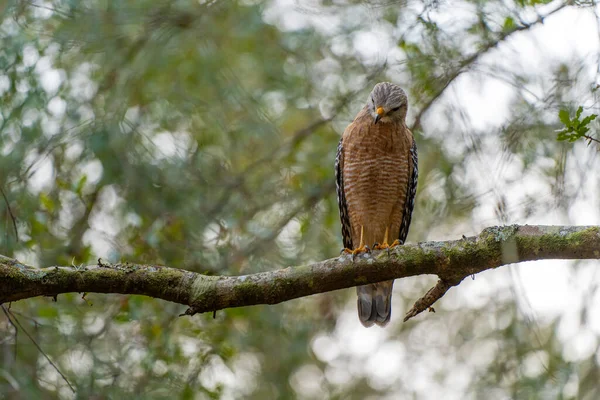 Stock image The red-shouldered hawk bird perching on a tree branch looking for prey to hunt in summer forest.