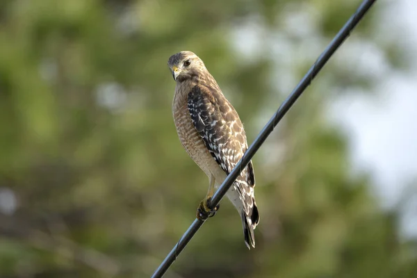 Red Shouldered Hawk Bird Perching Electric Cable Looking Prey Hunt — Stock Photo, Image