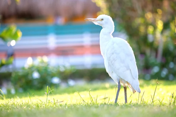 White cattle egret wild bird, also known as Bubulcus ibis walking on green lawn in summer.