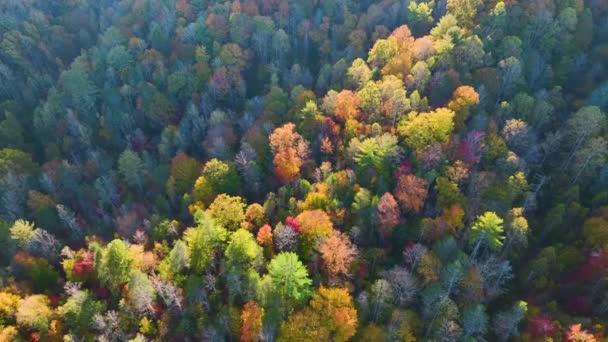 Вид Сверху Красочные Леса Желтыми Оранжевыми Навесами Осеннем Лесу Солнечный — стоковое видео