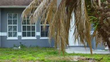 Florida 'nın arka bahçesindeki Ian kasırgasından sonra ölü palmiye ağacı sökülmüş..