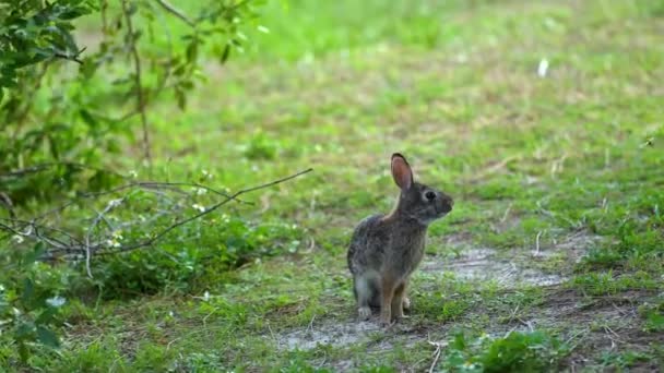Grey Small Hare Eating Grass Florida Backyard Wild Rabbit Nature — Stock Video