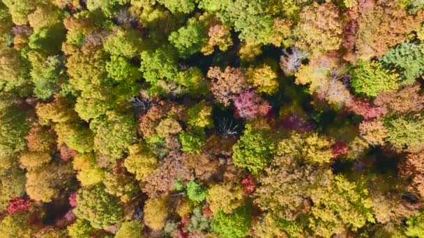 Pohled Shora Barevné Lesy Žlutými Oranžovými Baldachýny Podzimním Lese Slunečného — Stock video