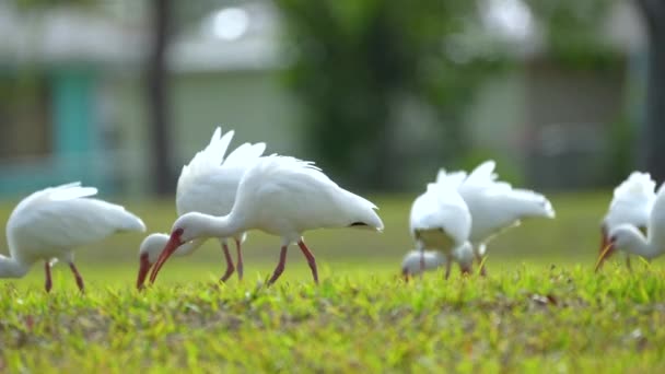 따오기 가리는 여름에 공원에서 뜯으며 먹이를 먹는다 — 비디오