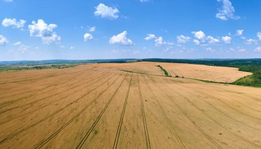 Sarı ekili tarla manzarası açık yaz gününde olgunlaşmış buğdayla birlikte..