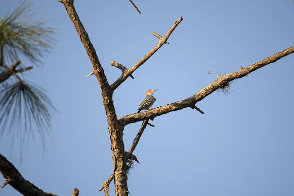 Краснобрюхая Дятловая Птица Сидящая Ветке Дерева Летних Лесах Флориды — стоковое фото