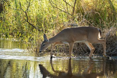 Florida Eyalet Parkı 'ndaki doğal yaşam alanındaki anahtar geyik..