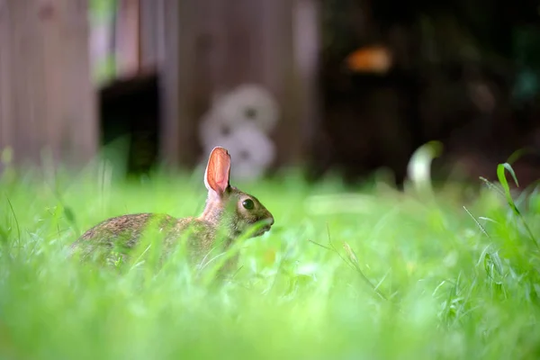 Gri Küçük Tavşan Yaz Tarlasında Yiyor Vahşi Tavşan Doğada — Stok fotoğraf