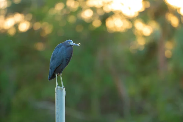 Little Blue Heron Bird Perching Lake Water Florida Wetland — Fotografie, imagine de stoc