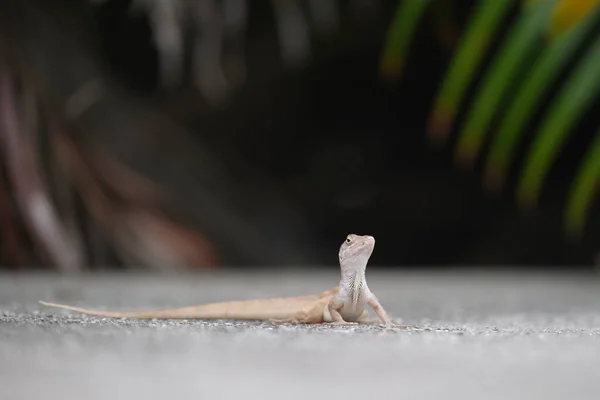 햇살에는 혼자서 날으는 도마뱀 엄청나게 있습니다 플로리다주에 서식하는 파충류 Anolis — 스톡 사진